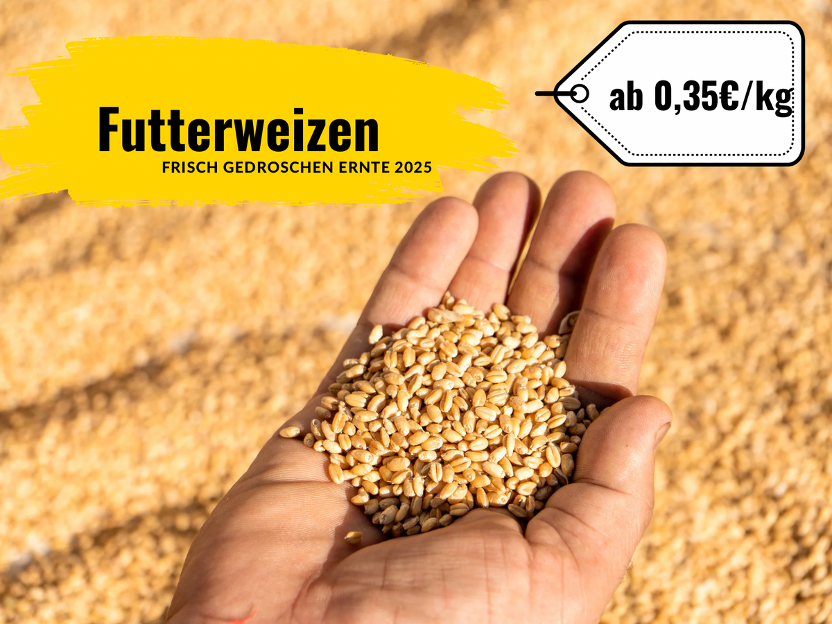 Futterweizen Getreide als  Geflügelfutter und Tierfutter
