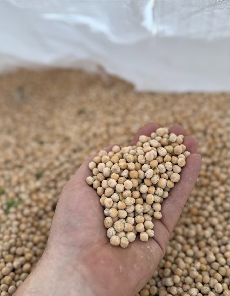 Gelbe Futtererbsen Tierfutter Hühnerfutter